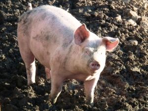 Virusul pestei porcine se extinde în Buzău