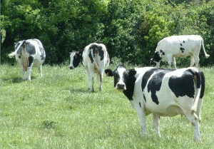 The small farmers are busy coping with the high cost of fodder for the cows