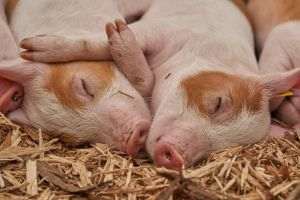 Sursa foto: https://pixabay.com/photos/piglet-sleep-pig-farm-relaxed-3386356/