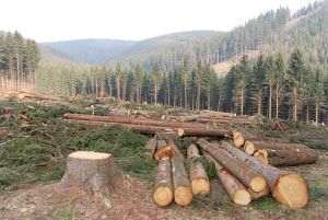 Răspunsul HS Timber Productions după investigaţia Consiliului Concurenţei: