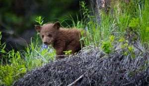 Asociaţie din Sibiu, amendată cu 10.000 de lei după ce a salvat doi pui de urs aflaţi în stare gravă