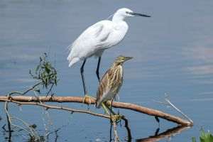 Peste 250 de pagini de imagini şi informaţii despre natura din România, reunite în albumul România Sălbatică