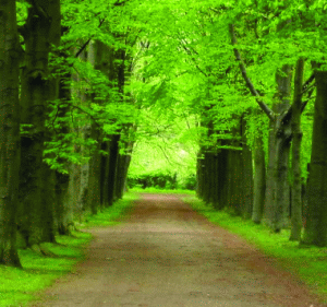 Ţara noastră dispune de un fond forestier de circa 6,4 milioane de hectare.