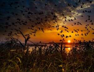 Bird migration influenced by weather phenomena