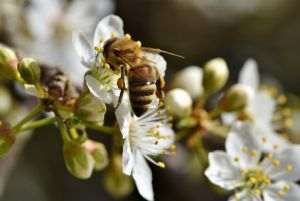 Pollution threatens pollination