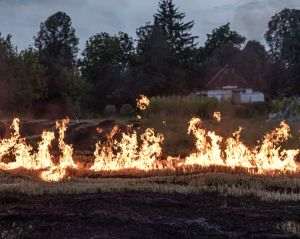 Report: Vegetation Fires Are Increasingly Frequent and Violent