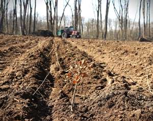 Romsilva va reîmpăduri peste 340 hectare fond forestier afectate de calamităţi cu fonduri din PNRR