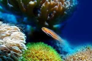 High temperatures affect ocean life