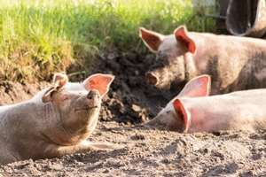 Focar de pestă porcină la o fermă din Buzău