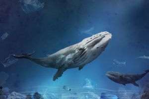 Climate change shrinks... whales