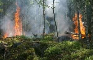 Vegetation fires also reached the "island of the Romanians"