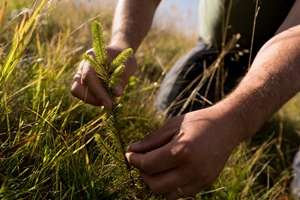 Zentiva România a plantat 40.000 de arbori în Munţii Făgăraş