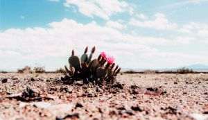 Nature: Desert bloomed