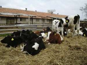 Methane emissions from cows and pigs will be taxed by a European country