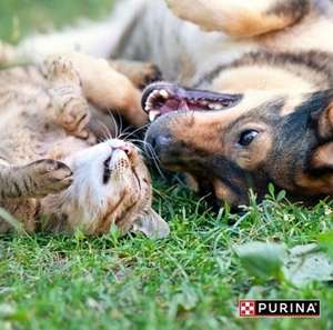 Şi animalele de companie fac insolaţie. Specialiştii Purina ne spun cum se manifestă şi cum poate fi prevenită