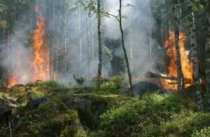 Reuters: Incendiile de vegetaţie fac ravagii în Grecia şi Balcani după săptămâni de vreme toridă