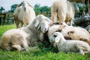 ANSVSA: 37 plague outbreaks in sheep and goat farms in Romania