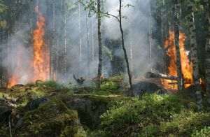 Forest fires an ongoing global crisis