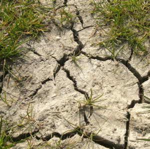 Sârbu: Seceta a afectat culturile agricole în proporţie de peste 50% în 15 judeţe