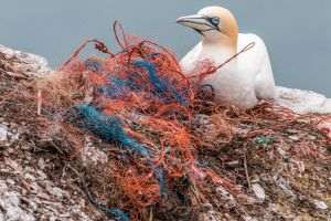 Artificial Intelligence Offers Solutions to Combat Plastic Pollution