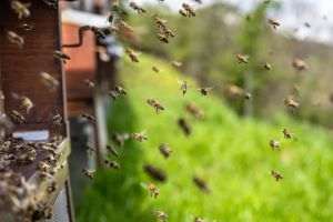 UK: Bee-killing pesticides are everywhere