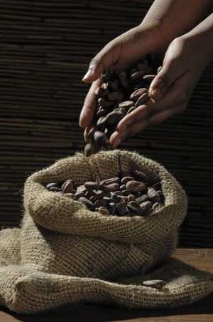 Cocoa bean prices hit a new all-time high