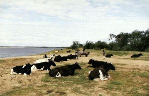 Majorare spectaculoasă a numărului de bovine sacrificate în aprilie