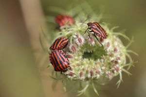 Viaţa insectelor, studiată de o alianţă academică