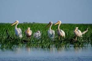 700,000 Euro Fraud in Danube Delta uncovered by OLAF