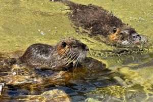 Beavers, ecological builders, saved over a million euros for Czech taxpayers