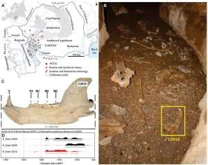 Sursa foto: https://www.sciencedirect.com/science/article/pii/S0269749125001393