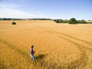 Eurostat: Preţurile produselor agricole au crescut în trimestrul patru din 2024