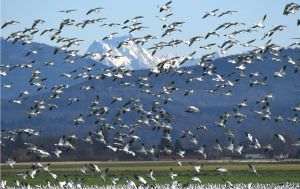 Alarming Study: U.S. Bird Populations in Dramatic Decline