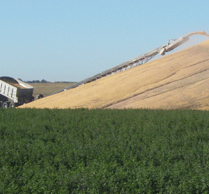 Afaceri în creştere cu 258,33% pentru "Comcereal" Constanţa