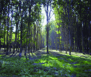 Pădurile, făcute şvaiţer prin retrocedări anapoda: 100.000 de hectare