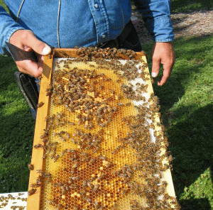 Victor Mateş, Apidava: In 2009, domestic honey production was 15,000 to 17,000 tons.