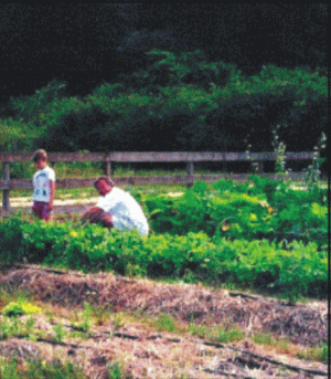 PSD: Incompetenţa Ministerului Agriculturii, lasă fermierii români fără fondurile europene