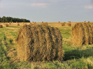 Agricultorii vor putea primi avansuri de până la 50% din fonduri europene