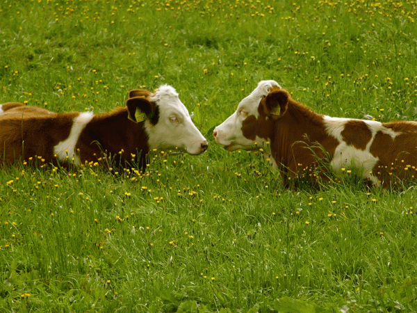 Agricultorii cu 10 oi, 2 vaci, 6 porci, 100 de păsări nu plătesc impozit