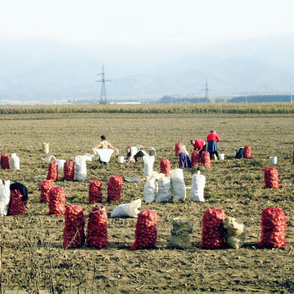 Suprafaţa culturilor de cartofi, din ce în ce mai mică