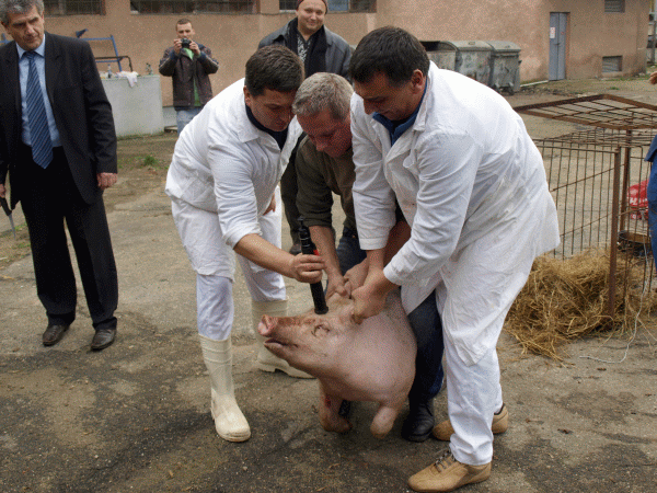 Crescătorii de porci nu mai au voie să sacrifice animalele la ei acasă.