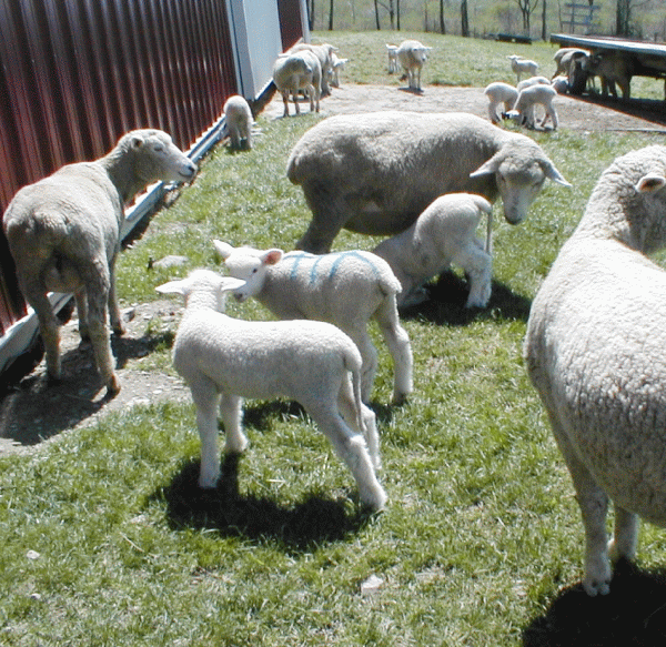 Agricultorii, lipsiţi de interes faţă de fermele familiale