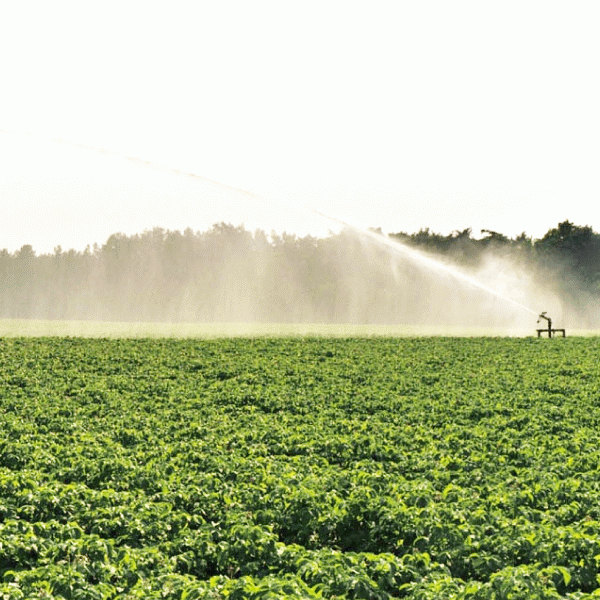 Ministerul Agriculturii modifică, din nou, proiectul privind vânzarea terenurilor agricole