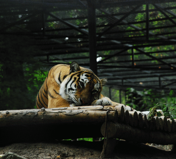 Edilii braşoveni vor să dubleze suprafaţa Grădinii Zoologice