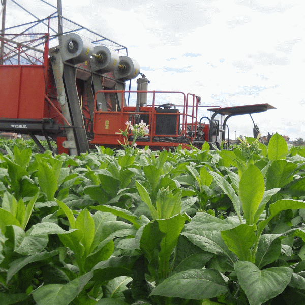 1.100 hectare - suprafaţa cultivată cu tutun, în 2013