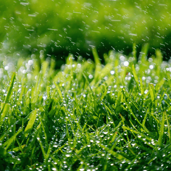 Recolta de cereale, în pericol din cauza condiţiilor meteo