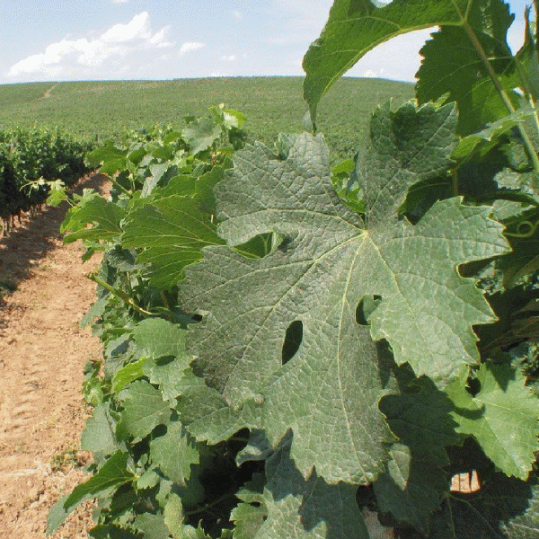 Producţia de struguri din acest an, incertă 