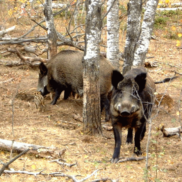 The prime-minister's father-in-law, accused of having given Ion Ţiriac the wild boars in exchange for a Mercedes