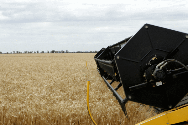 Agenţia SUA pentru Agricultură: Producţia de grâu a României e mai slabă decât anul trecut