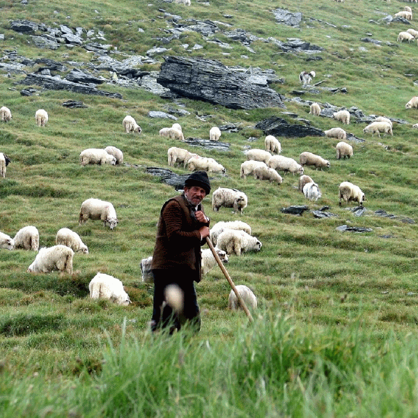 Mişu Negriţoiu's voice hasn't even carried to the plains, much less the mountains